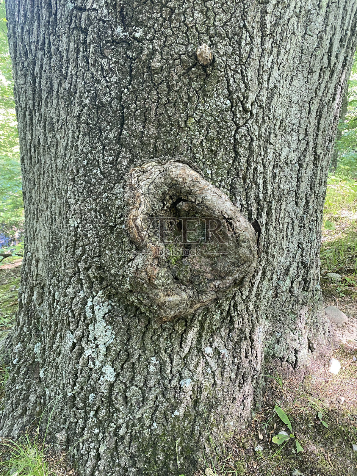 树木生长照片摄影图片