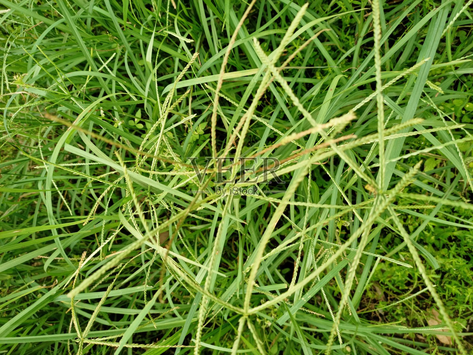 绿草照片摄影图片