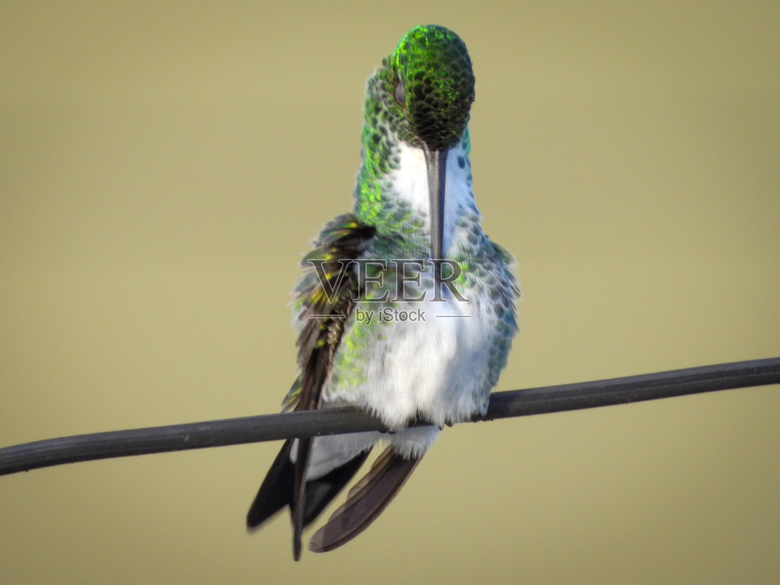 蜂鸟休息照片摄影图片