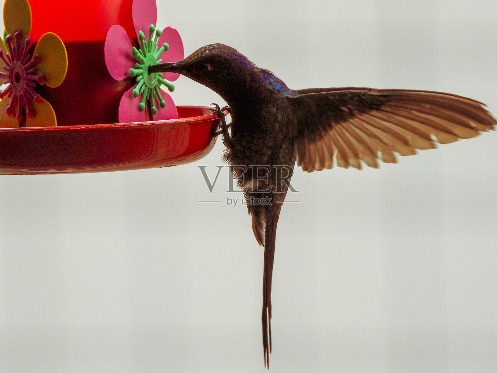 蜂鸟疯狂进食照片摄影图片