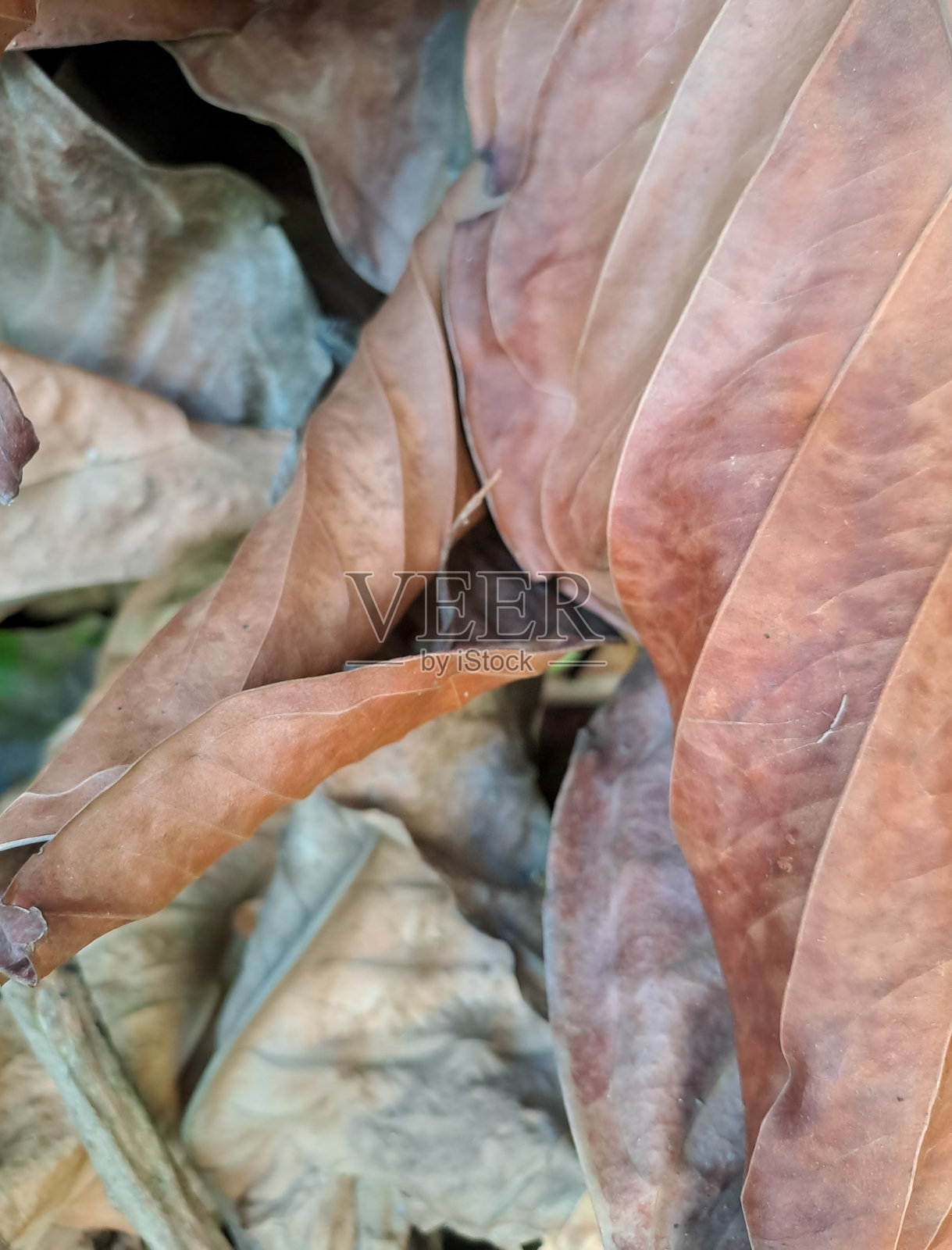 干棕叶照片摄影图片