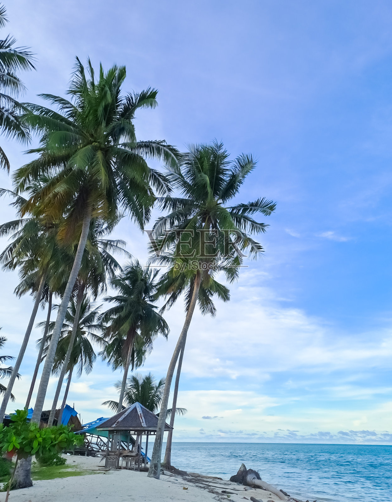 海滩上的棕榈树照片摄影图片