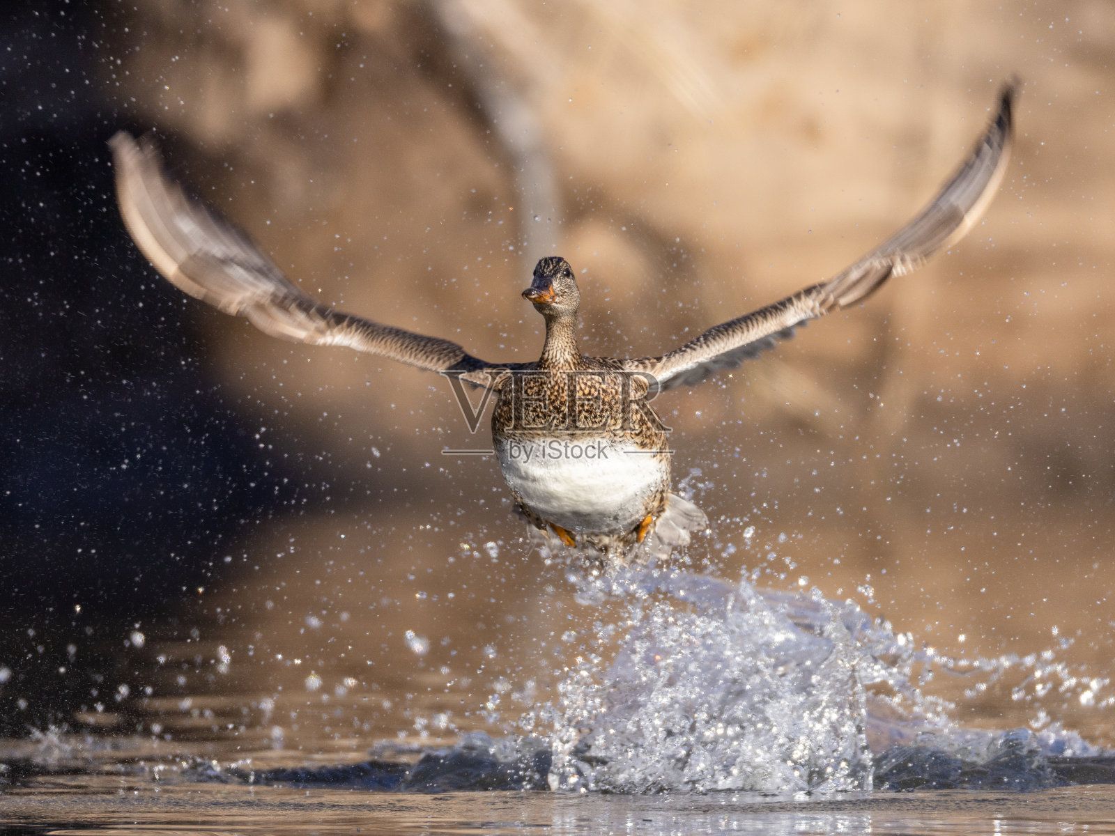 雌鸭飞向摄影师照片摄影图片