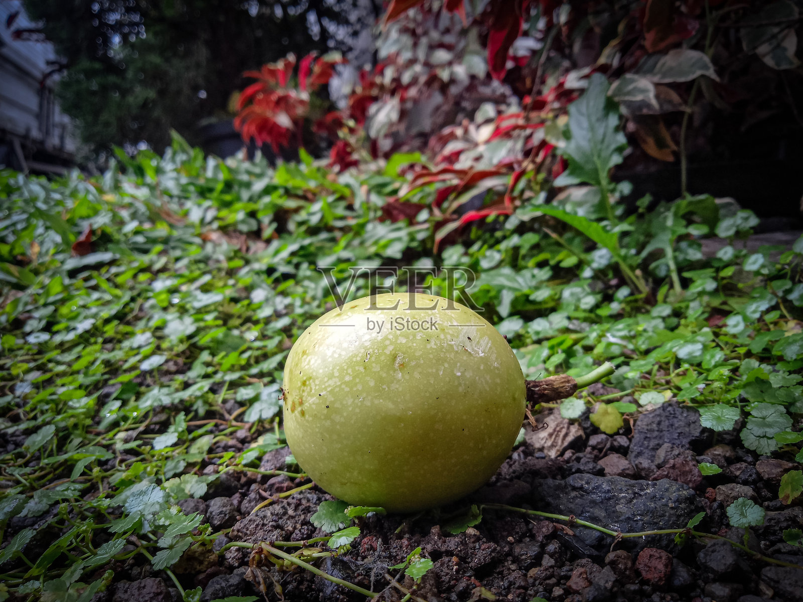 到处都是百香果照片摄影图片