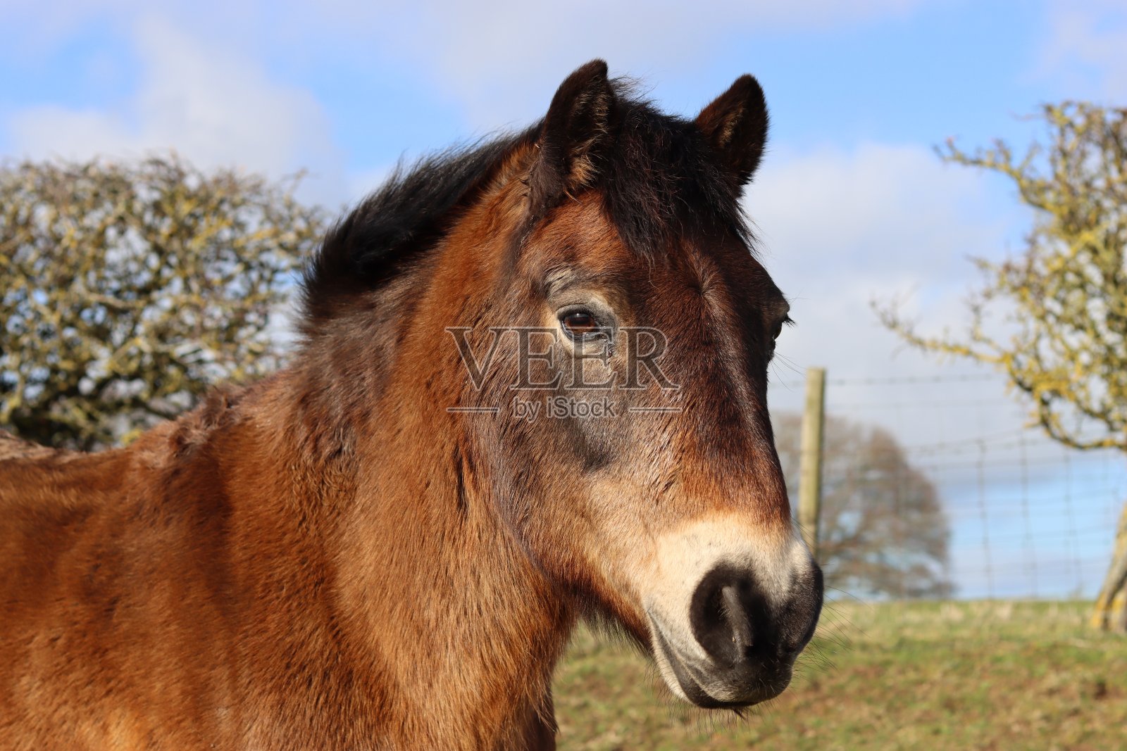 肖像的棕色埃克斯穆尔小马站在明亮的阳光照片摄影图片