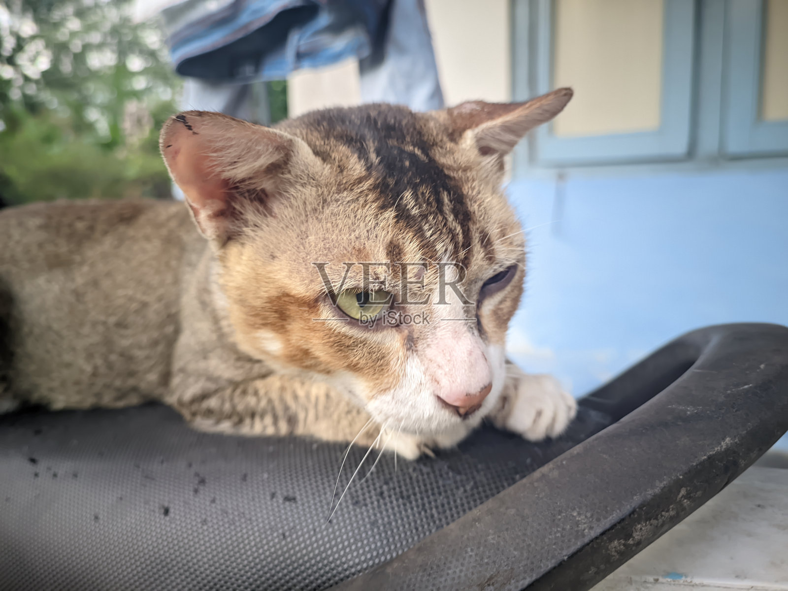 一只亚洲流浪猫正在房子门廊上的摩托车椅上休息照片摄影图片