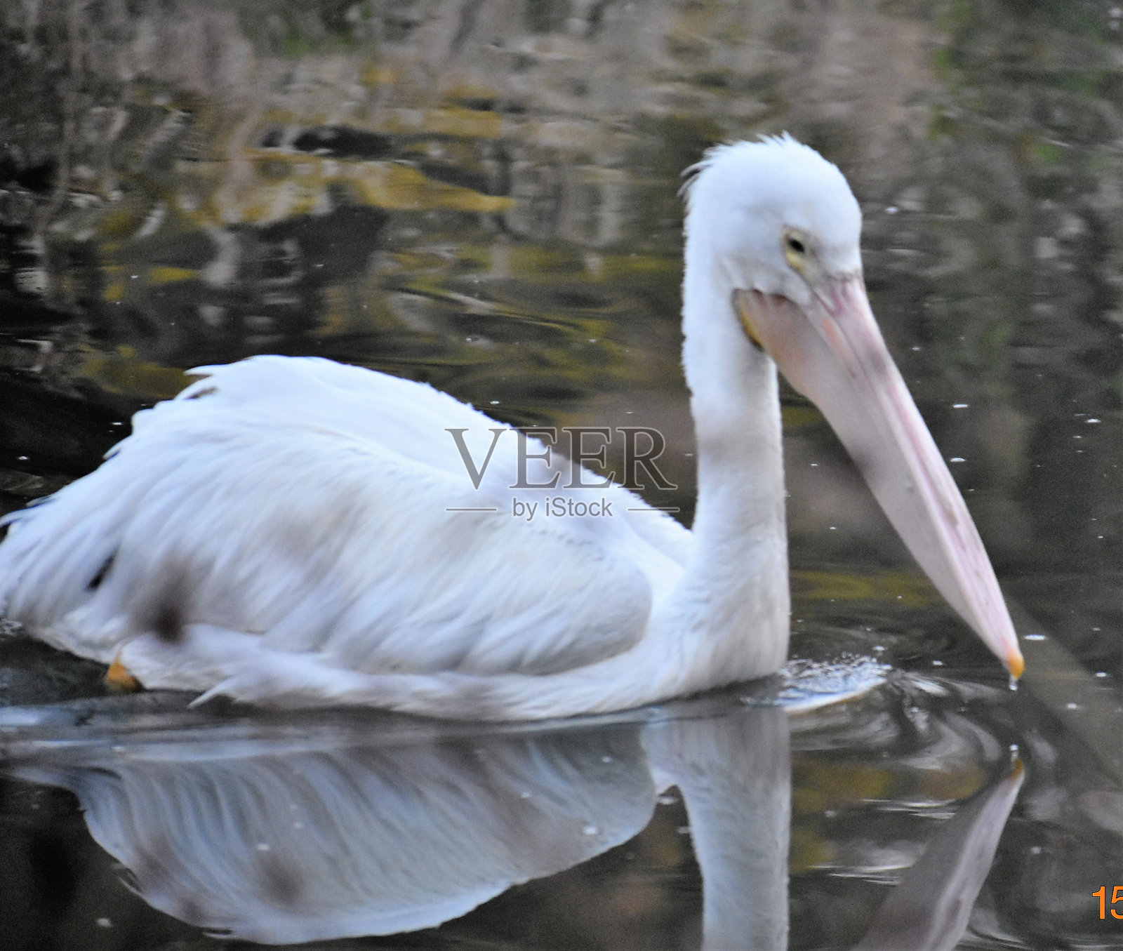 鹈鹕照片摄影图片