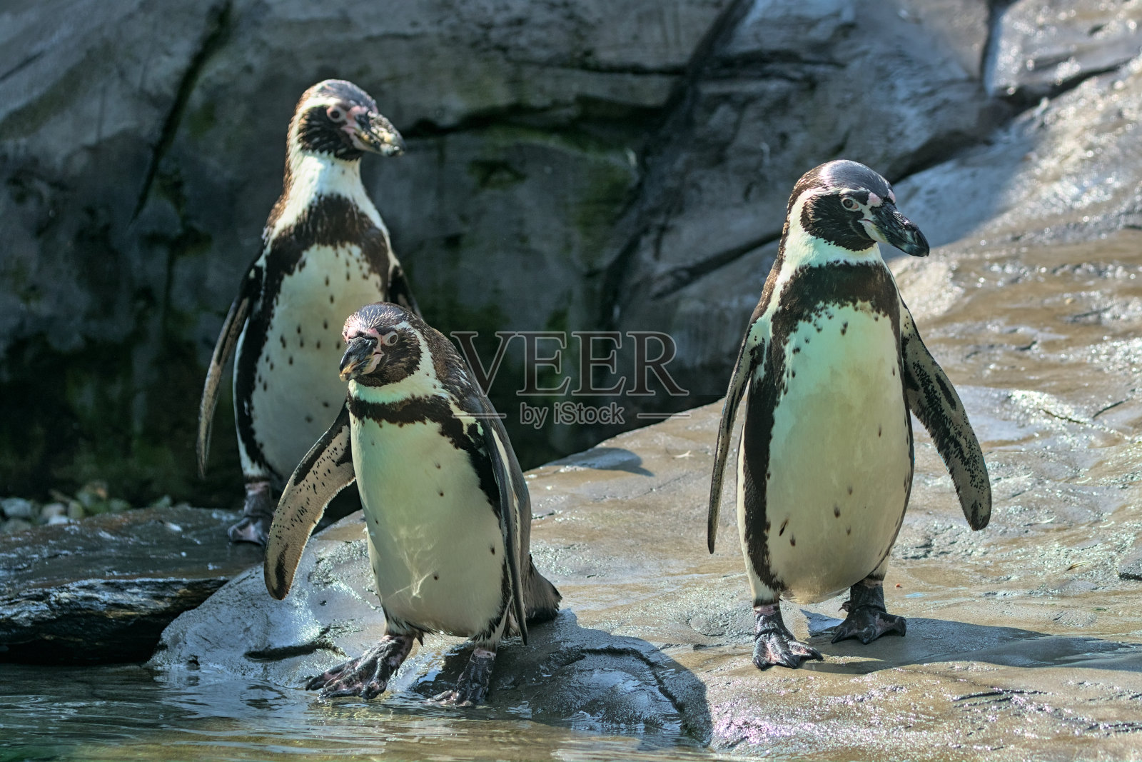 一群洪堡企鹅在岩石海岸。照片摄影图片