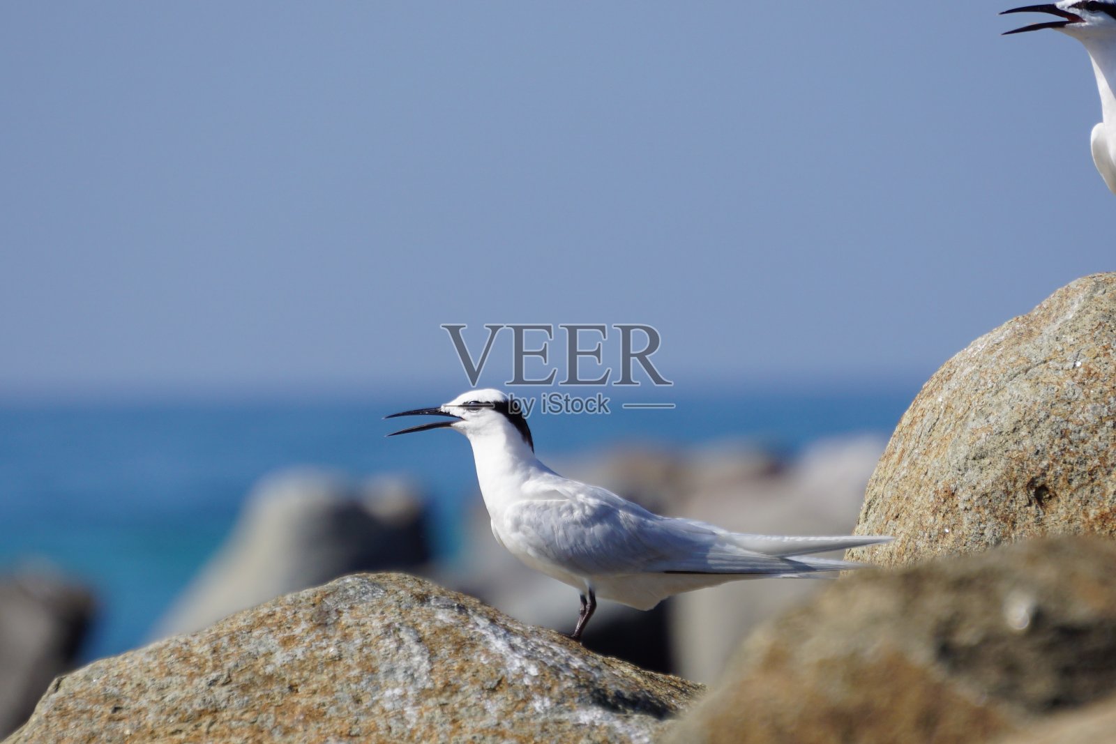 福斯特在岩石上的燕鸥照片摄影图片