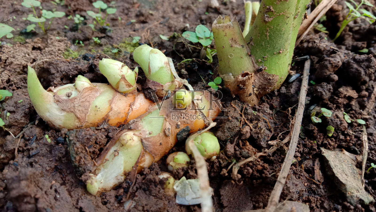 姜黄树和地面上可见的小树干，新鲜的姜黄照片照片摄影图片