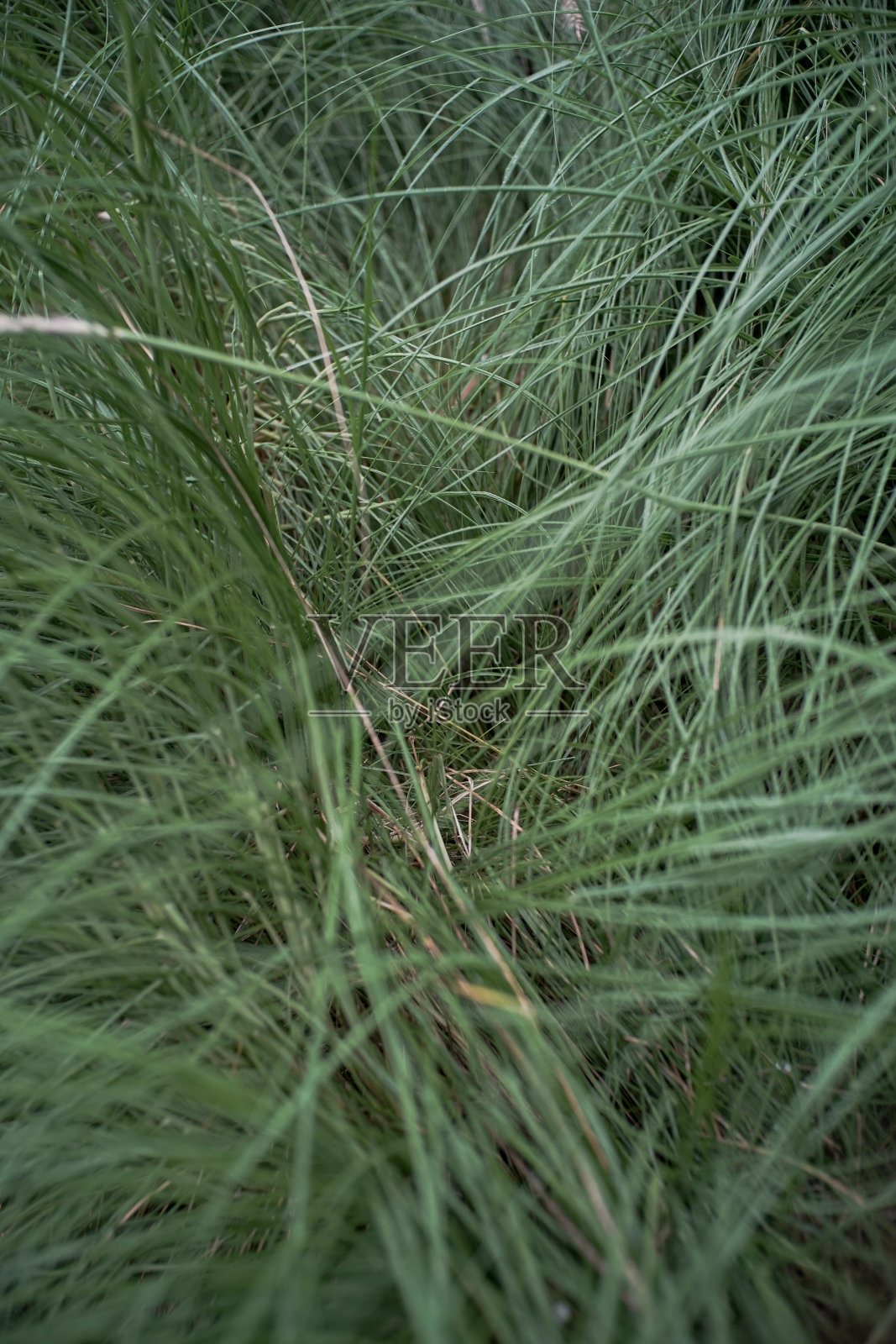 叶照片摄影图片