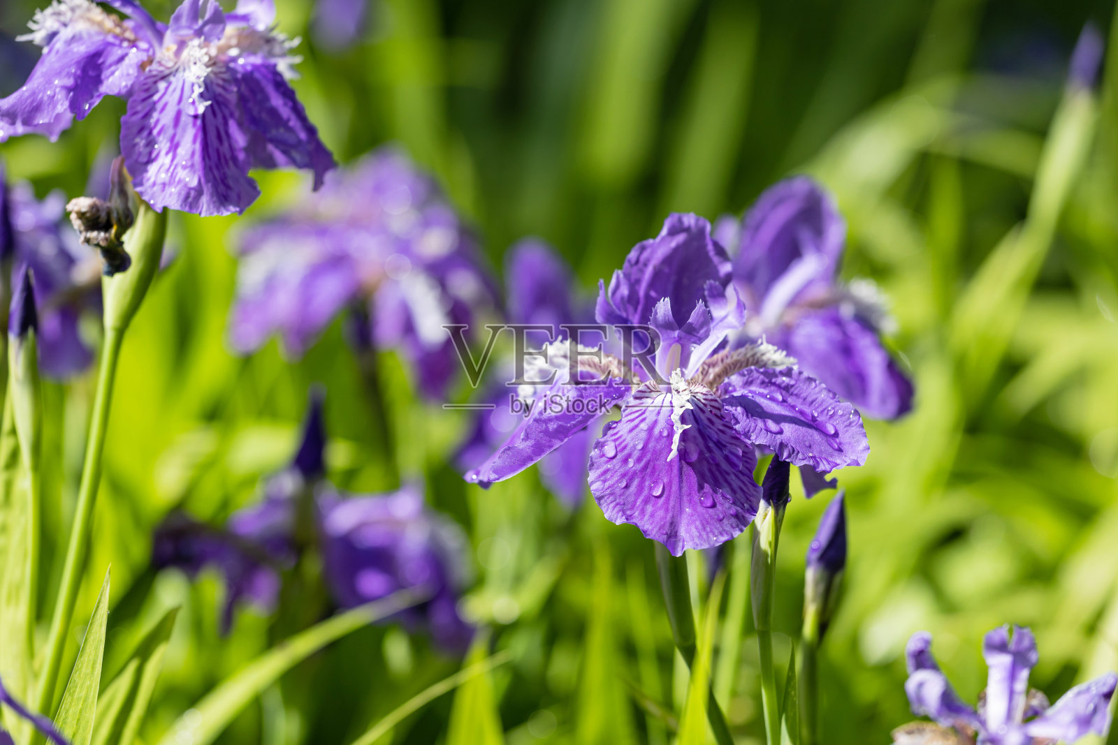 美丽的彩虹照片摄影图片