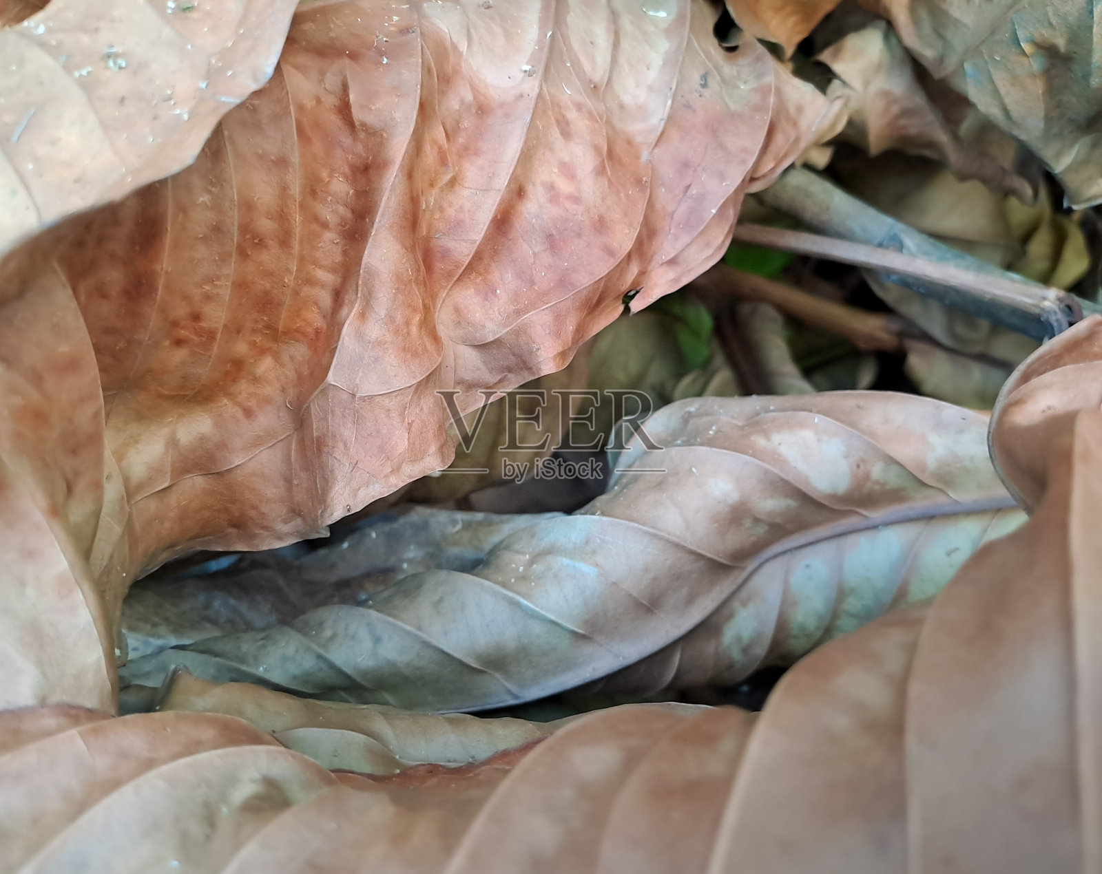 干棕叶照片摄影图片