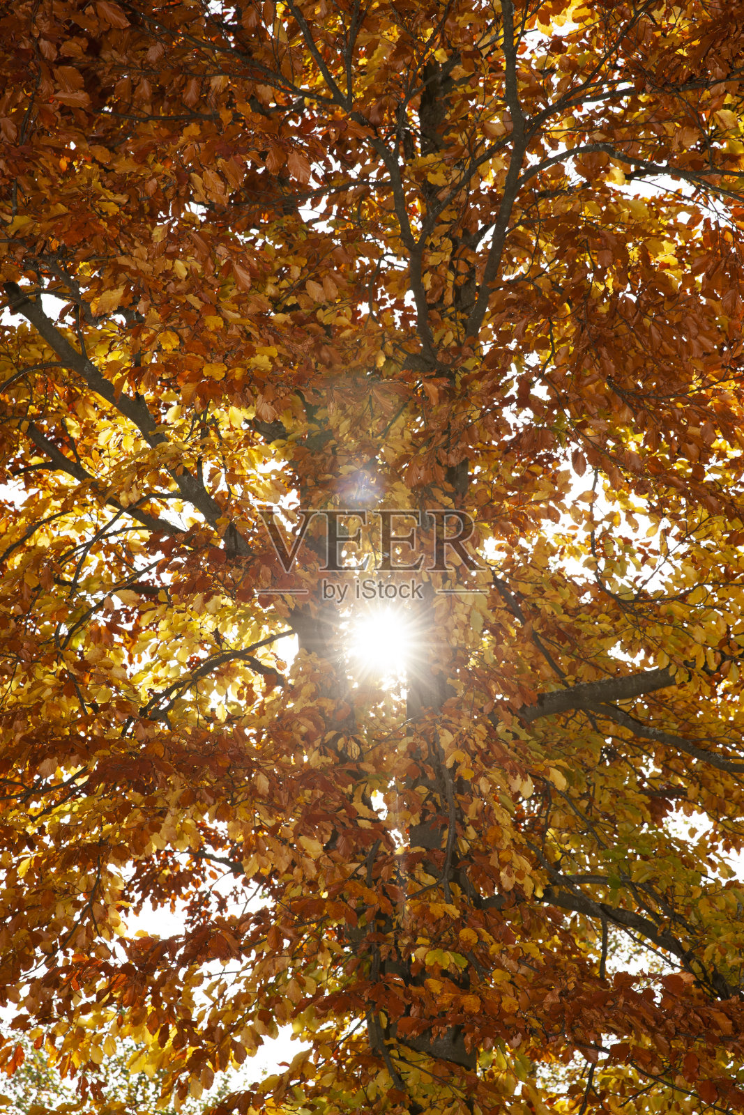 秋天树叶变色的山毛榉树照片摄影图片