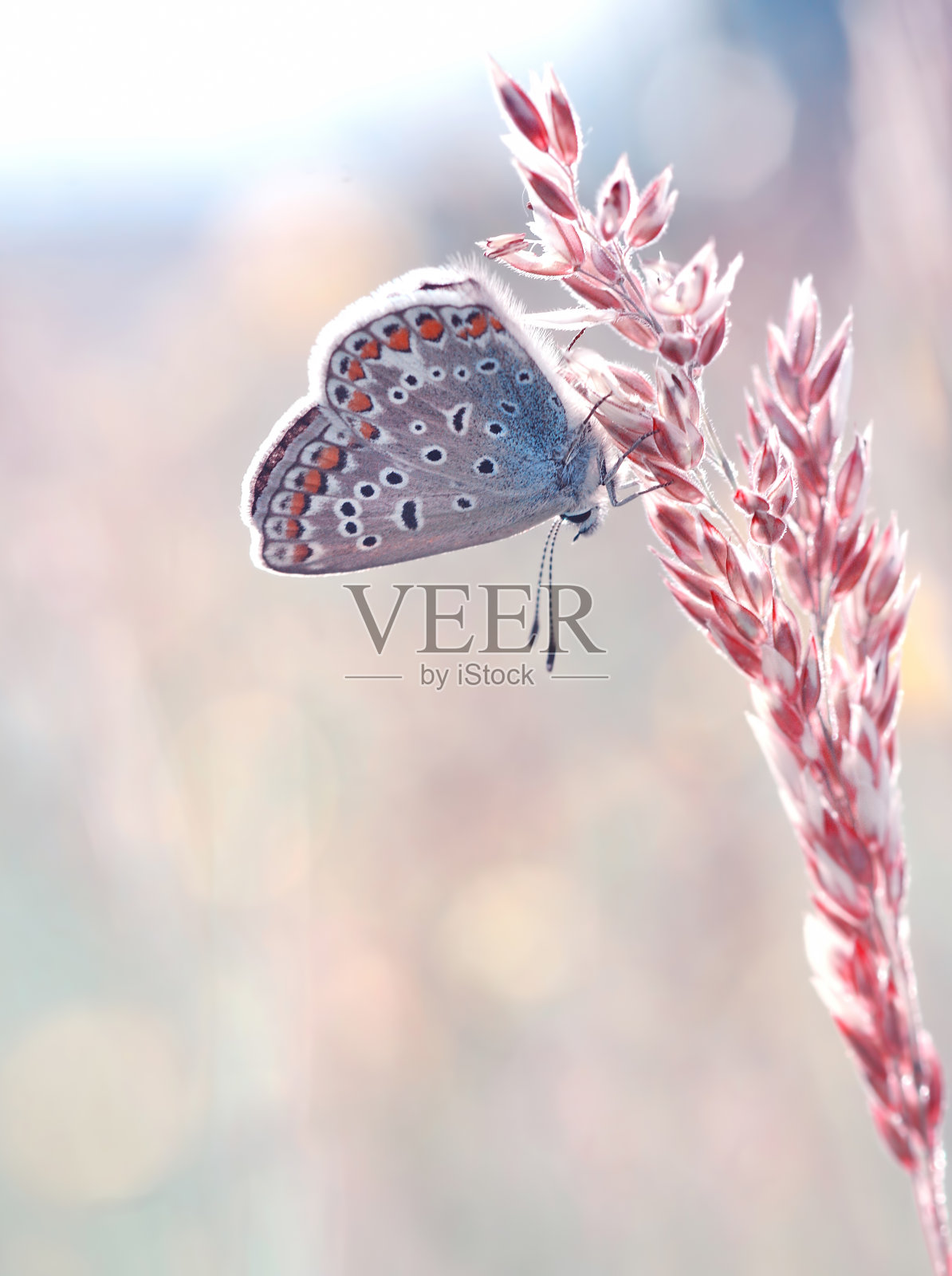 大斑蝶照片摄影图片