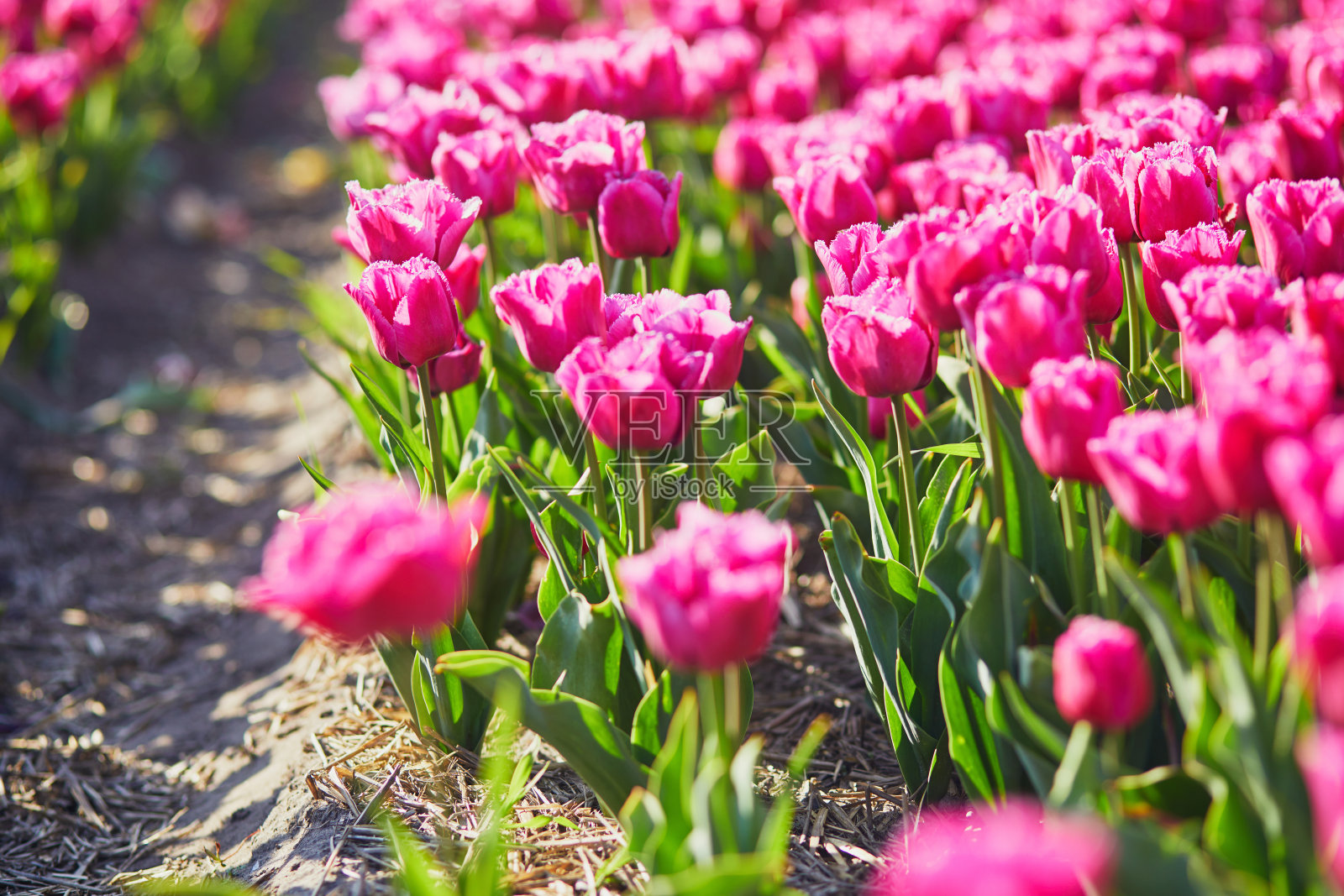 荷兰Zuid-Holland地区盛开的郁金香田的风景照片摄影图片