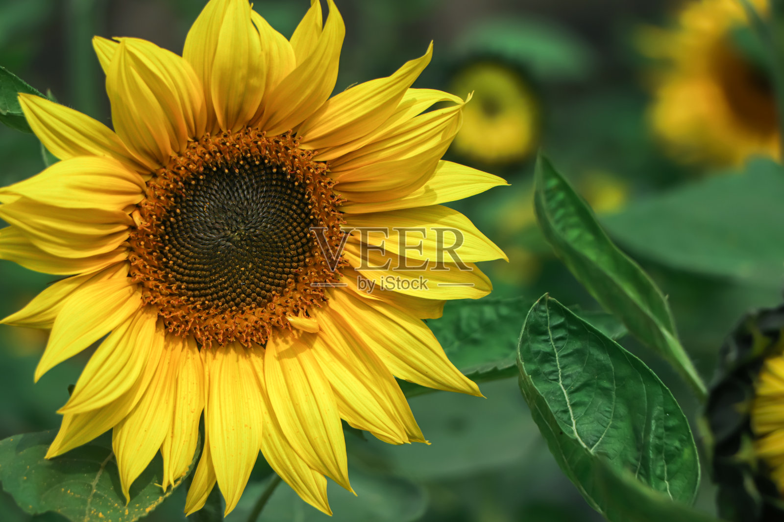 向日葵田景观特写。有选择性的重点照片摄影图片
