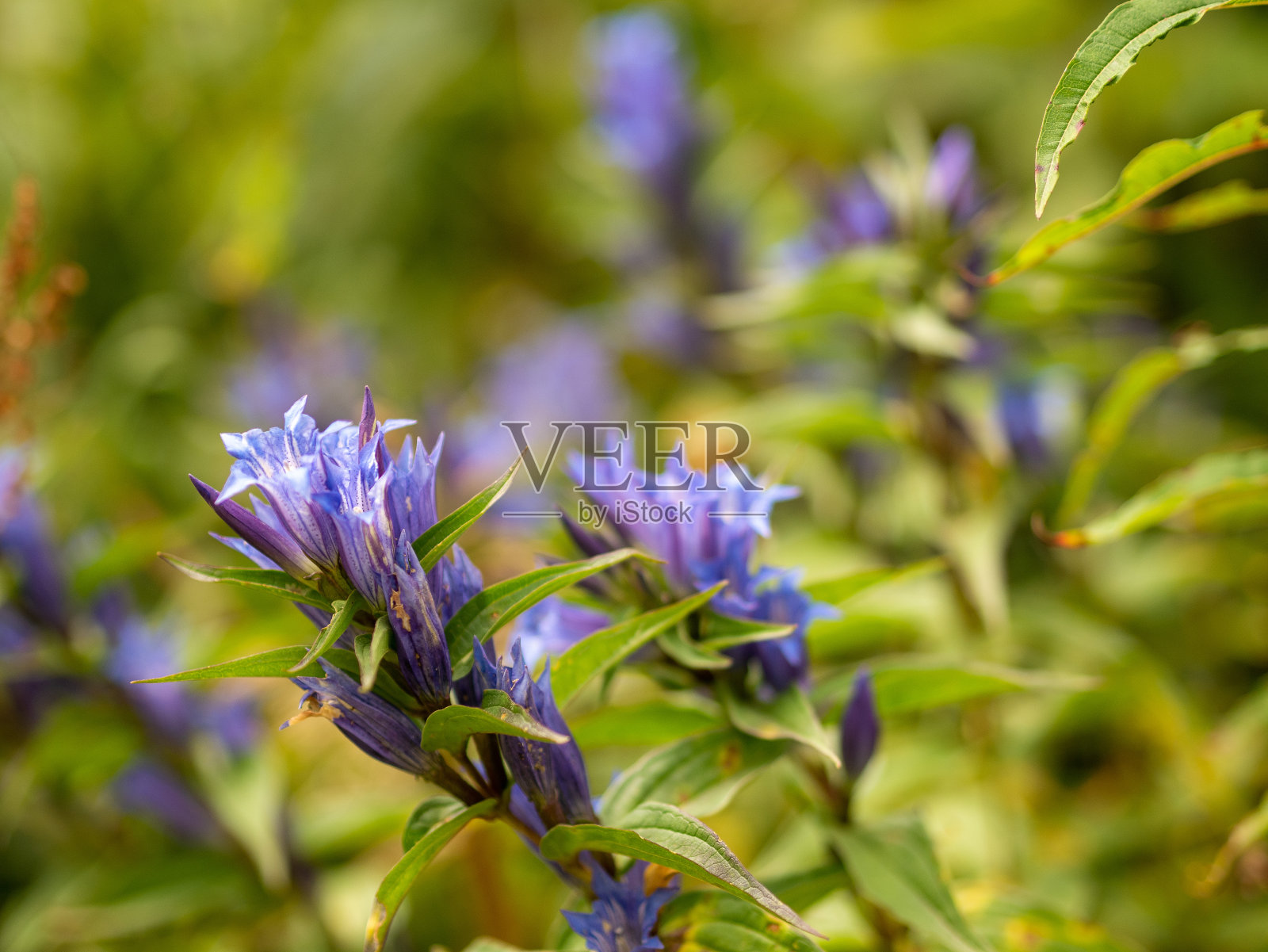 田野里的紫罗兰山花照片摄影图片