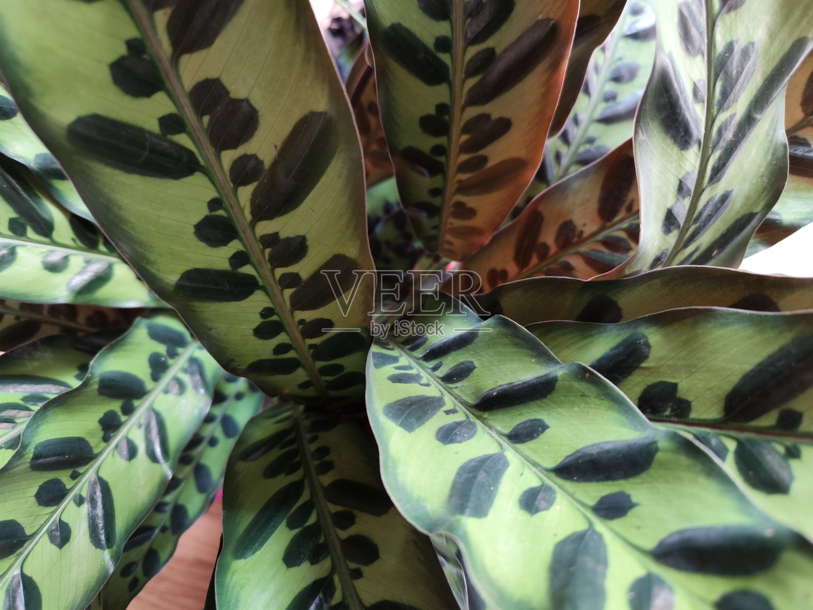 卡拉西娅照片摄影图片