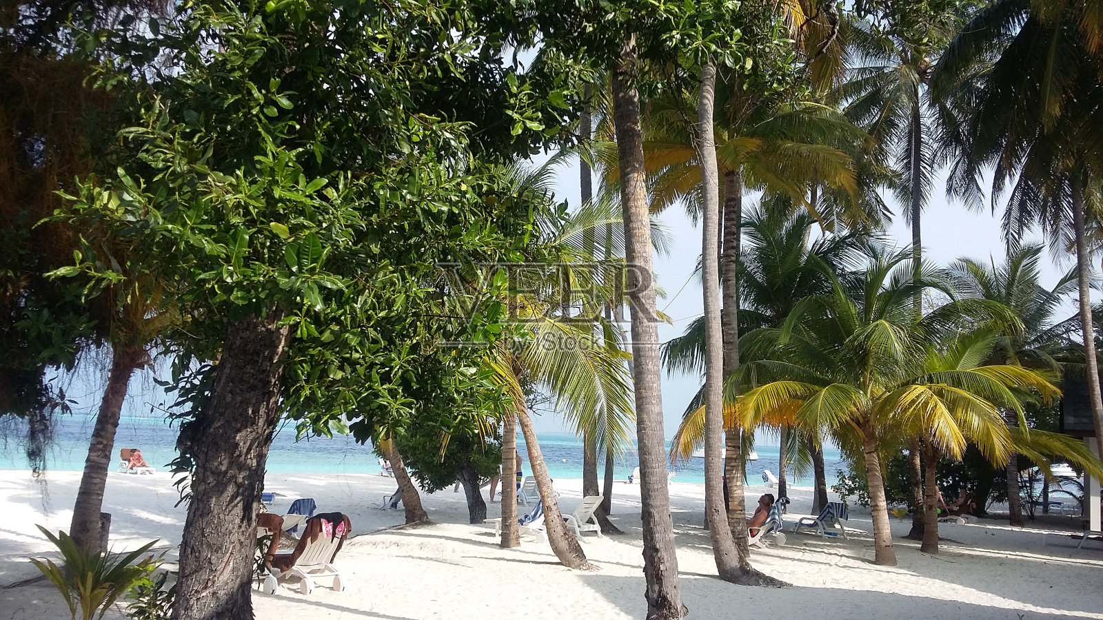 阳光明媚的天气在马尔代夫的一个岛屿在印度洋棕榈树白沙照片摄影图片