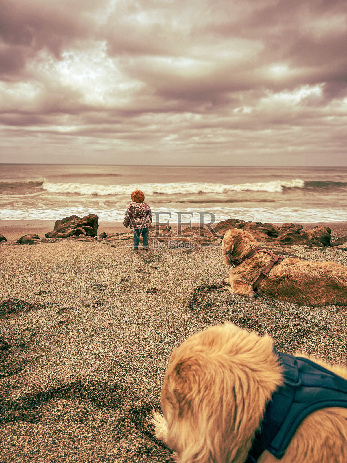 一个婴儿和两只金毛猎犬一起看海照片摄影图片