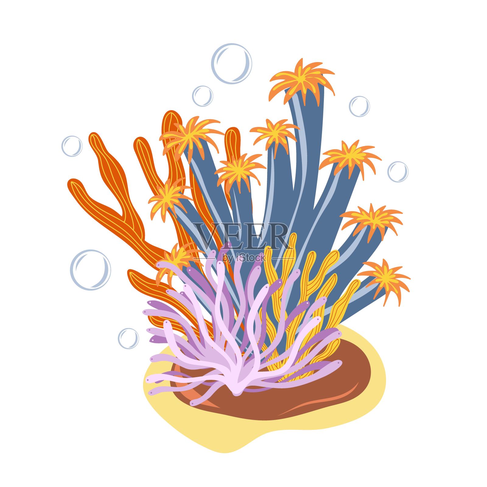 珊瑚和海藻。植物插图插画图片素材