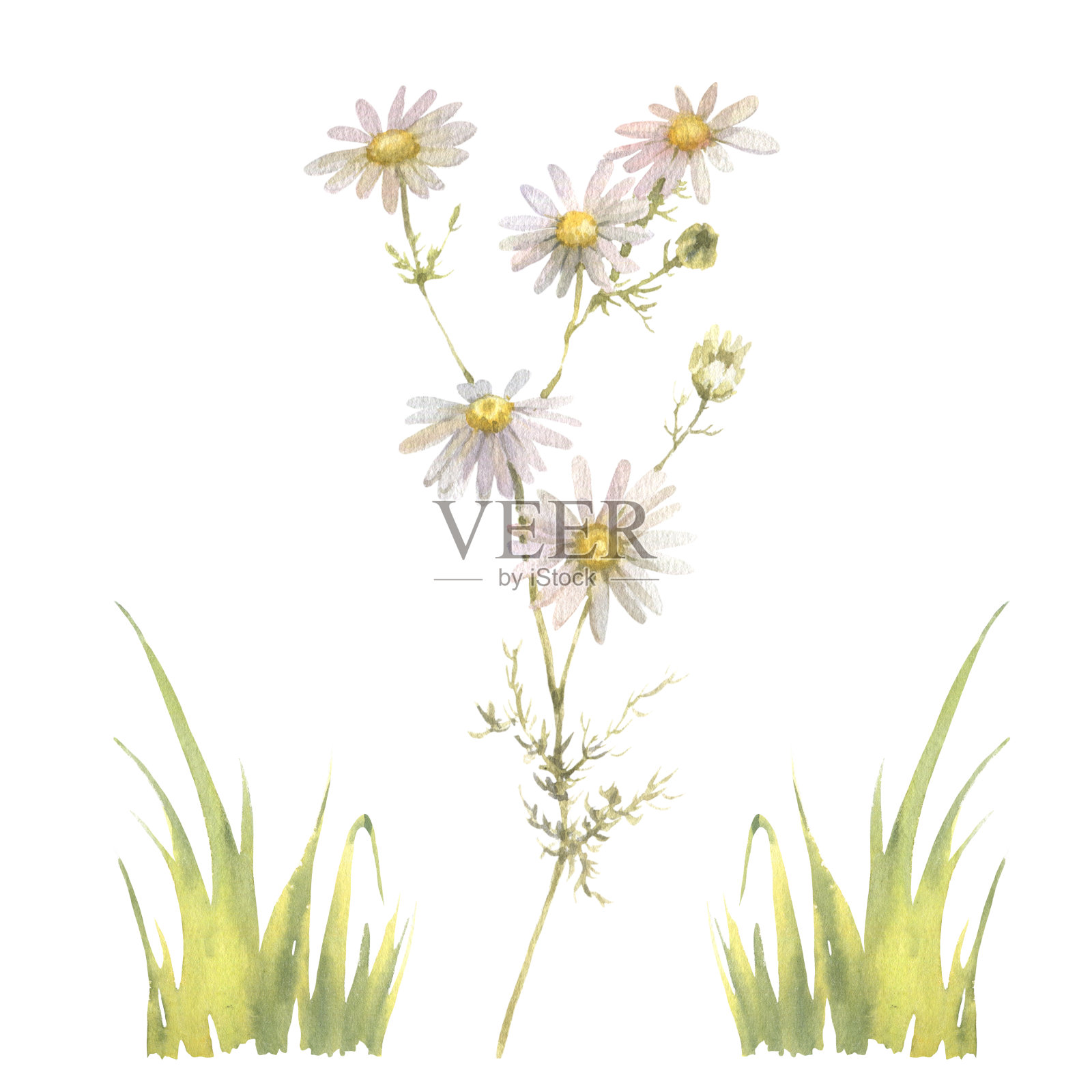 水彩洋甘菊孤立在白色背景。手绘草本插图。插画图片素材