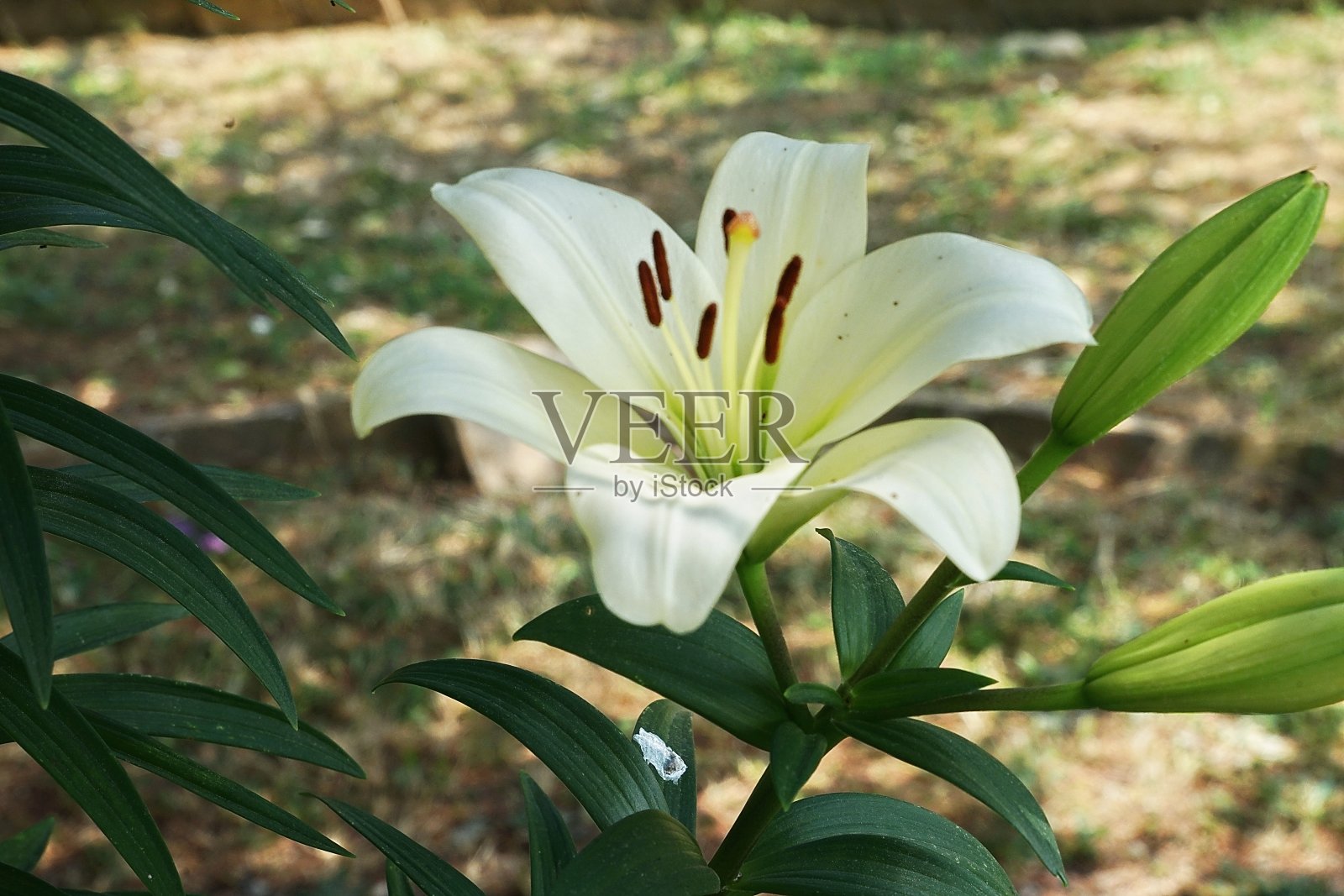 圣安东尼百合(百合)照片摄影图片