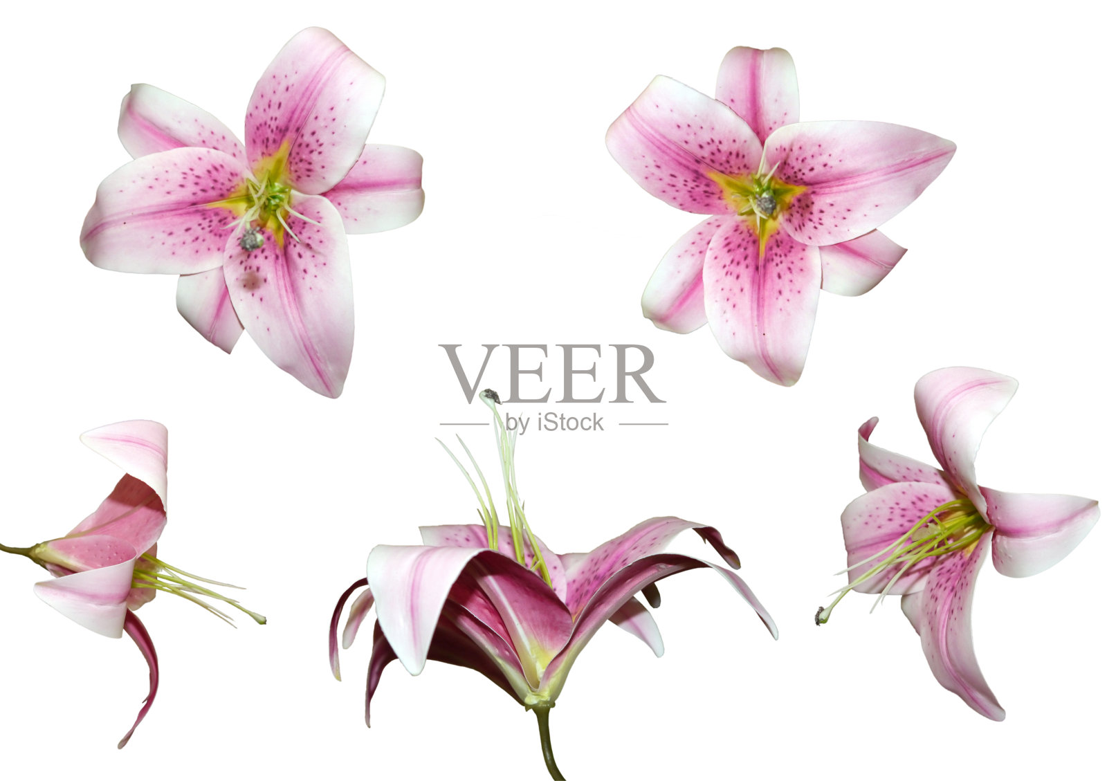 柔和的蔷薇和红中带黄的百合朵朵，花头侧，顶部，角度视图集孤立于白色照片摄影图片