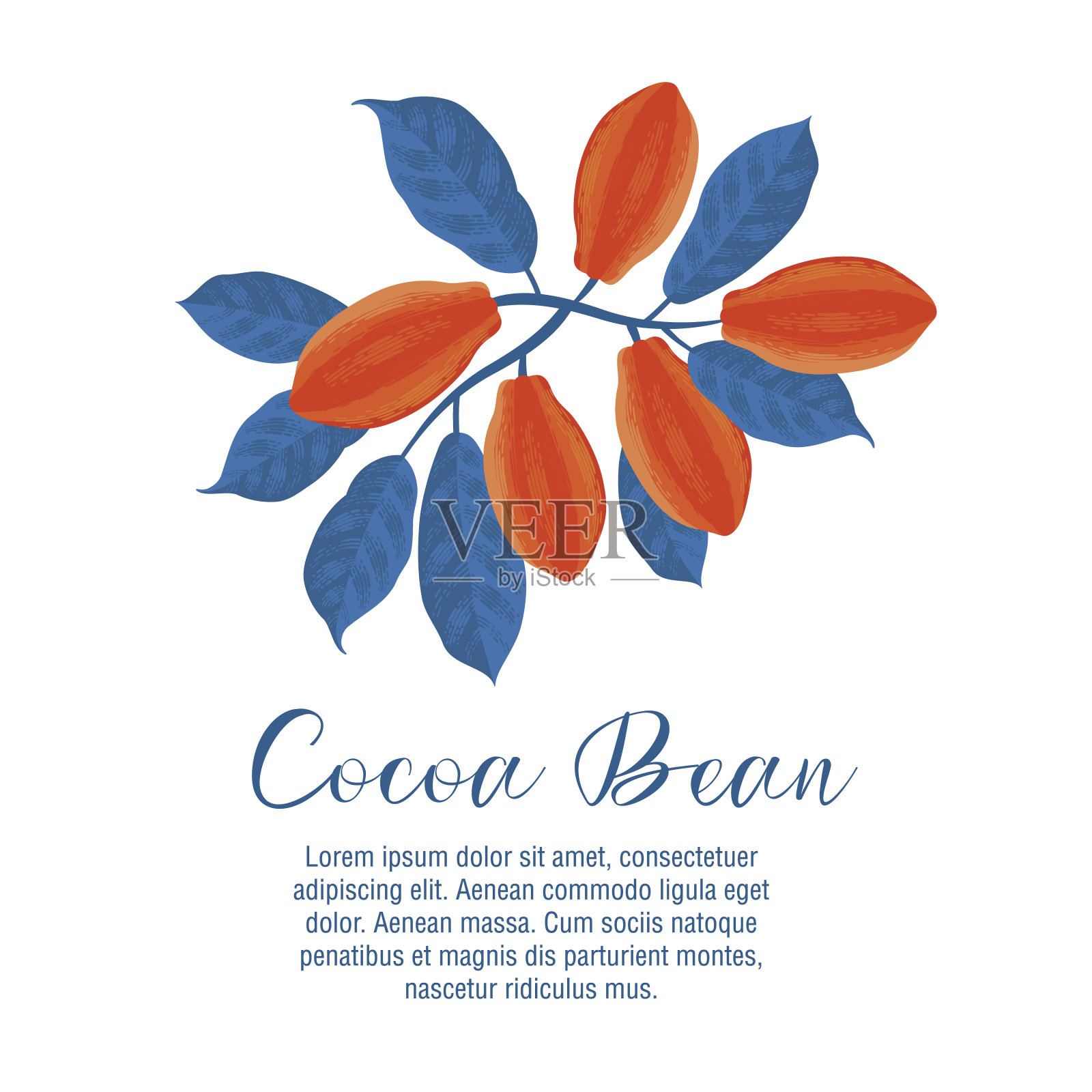 可可豆横幅模板。巧克力可可豆背景。矢量手绘插图。复古风格的插图。插画图片素材