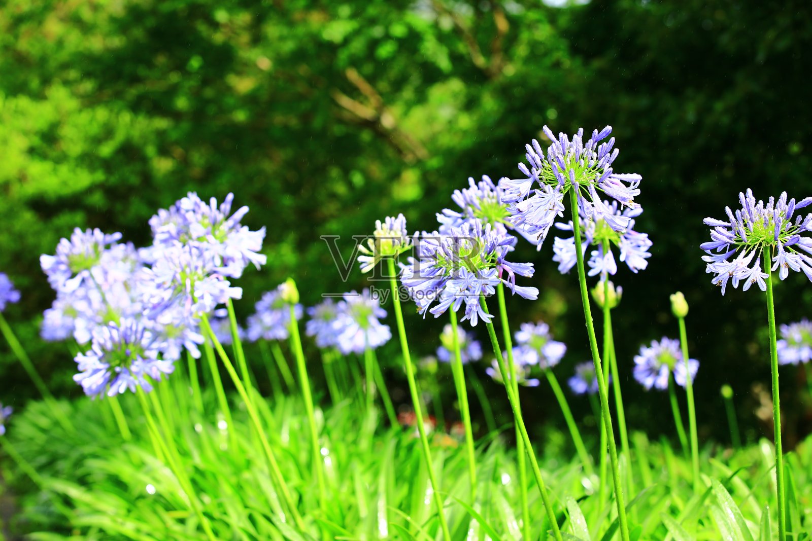 盛开的尼罗河百合(非洲百合)带雨滴的花朵照片摄影图片