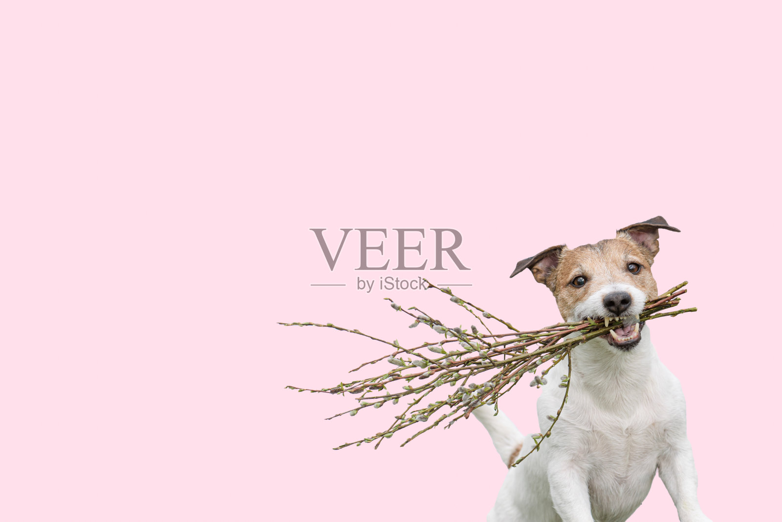 复活节背景与快乐的狗抱在嘴里的花束制成的小猫柳枝柳絮照片摄影图片