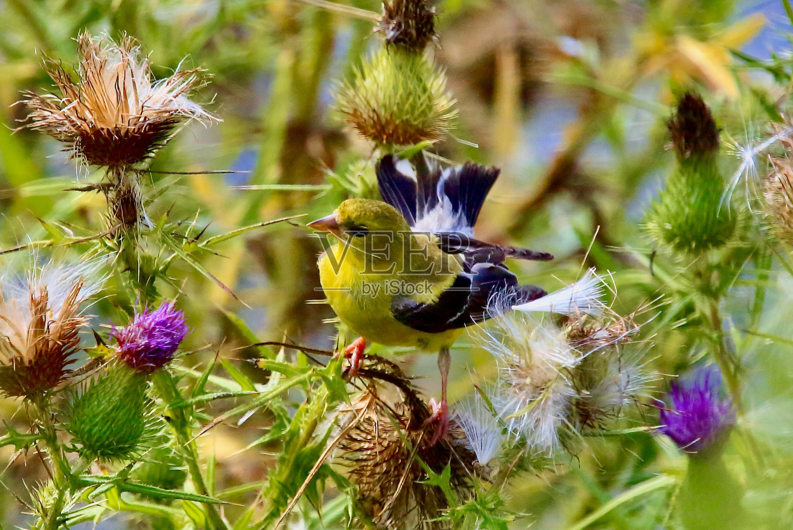 在我们无法伸手的地方，它们很容易就能找到落脚的地方。照片摄影图片
