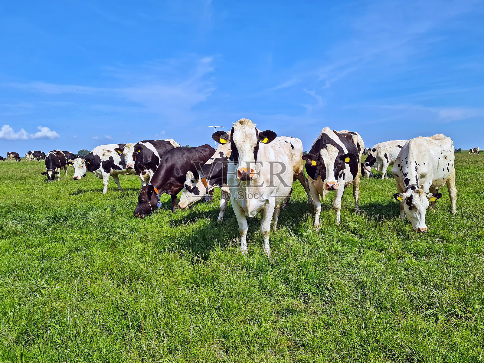 荷兰弗里斯兰春天草地上的奶牛照片摄影图片
