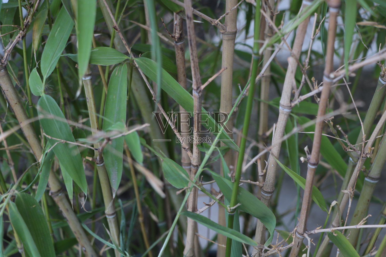 花园里的竹林，密密麻麻的竹枝带着绿叶照片摄影图片