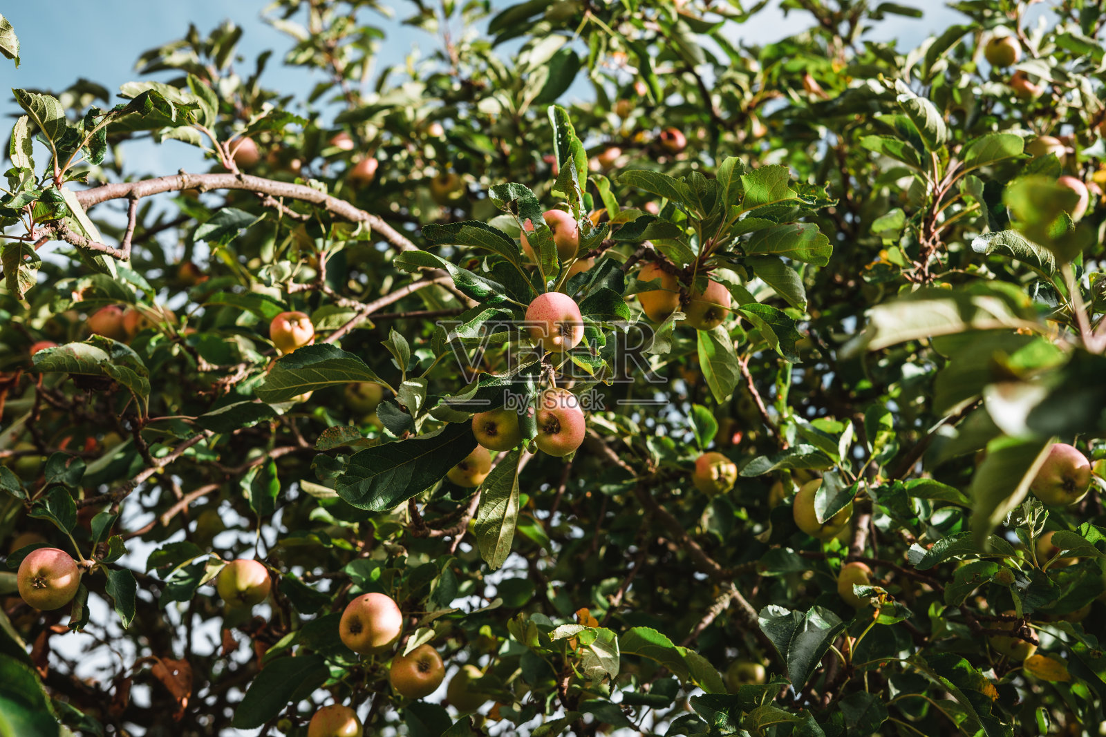 苹果树，结有许多红的和绿的成熟的新鲜苹果照片摄影图片