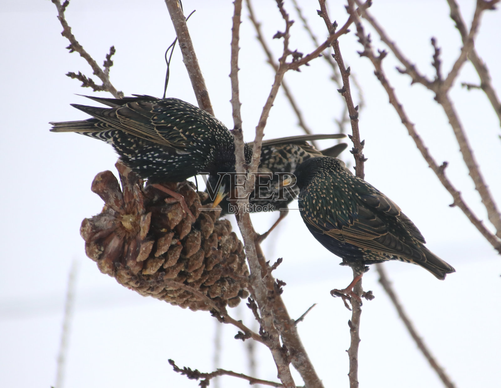 发现椋鸟照片摄影图片