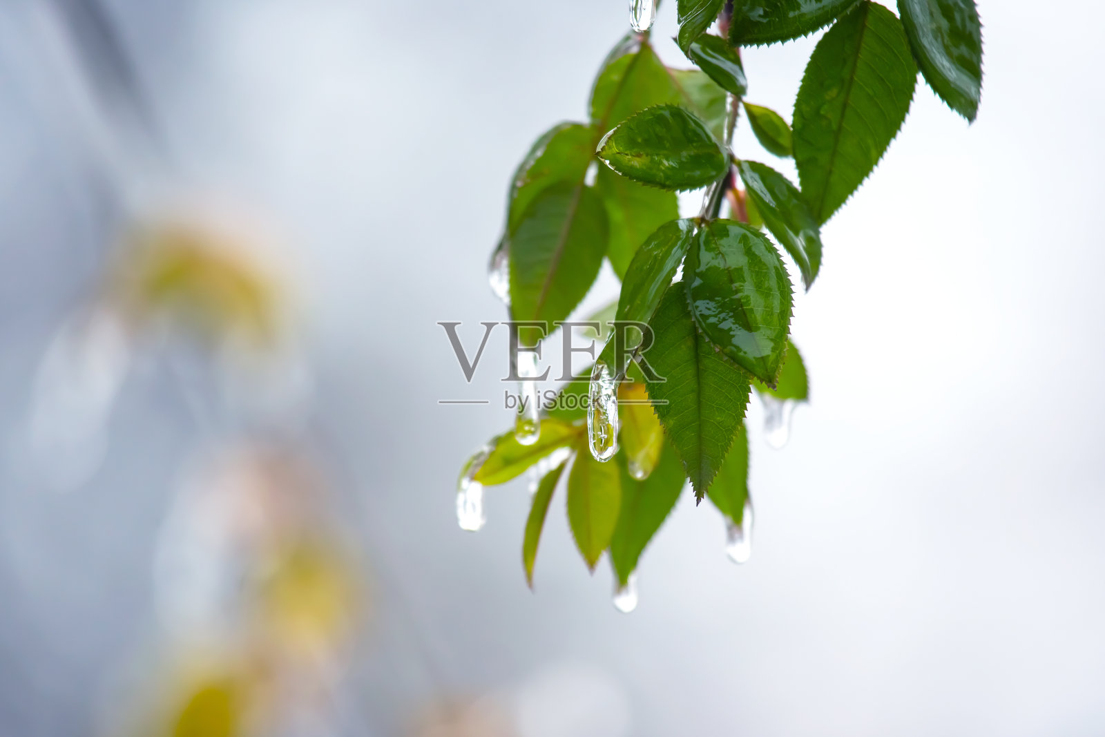 冰柱挂在冰冷的树枝上。气温季节摇摆，秋冬天气多变照片摄影图片