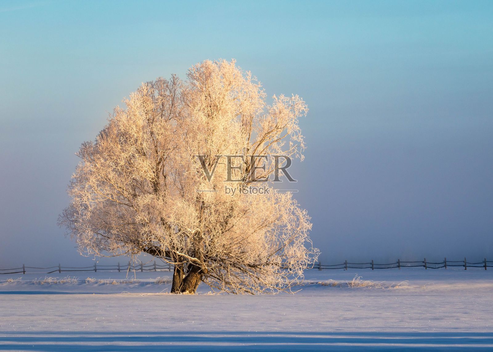 冬天的景象，一棵柳树被白霜覆盖照片摄影图片