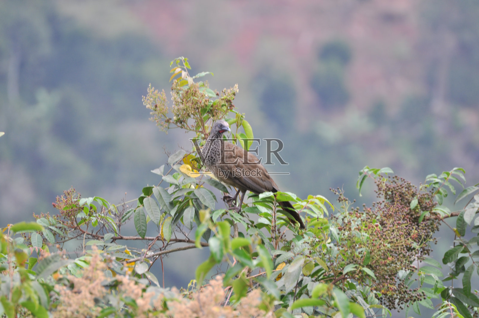 瓜查拉卡照片摄影图片