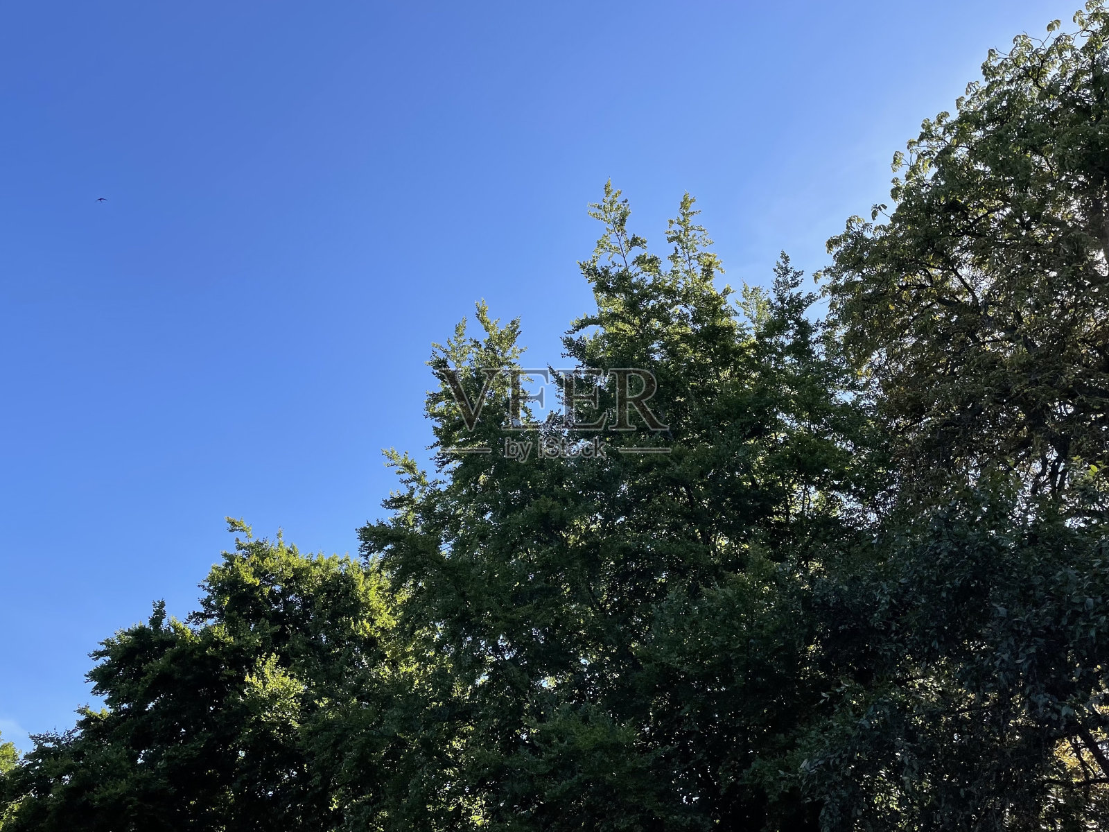 树的浪漫，蓝色的库存照片照片摄影图片