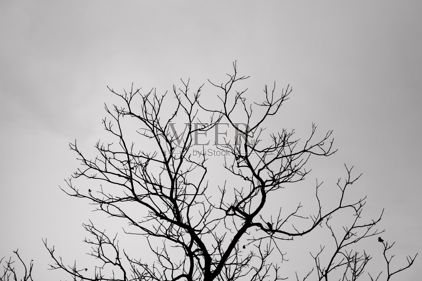在暗淡的天空中，高对比度的树照片摄影图片