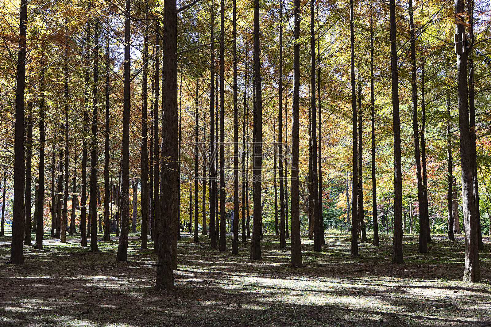 季节照片摄影图片