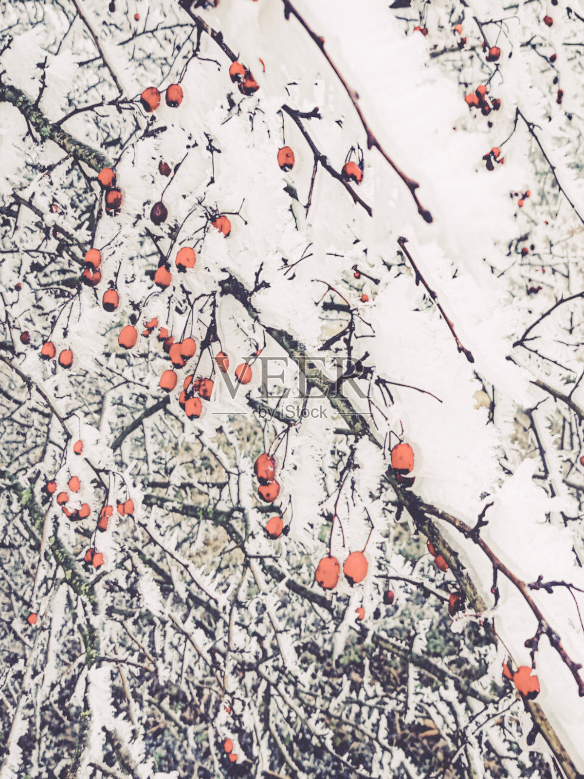 冬天的山楂照片摄影图片