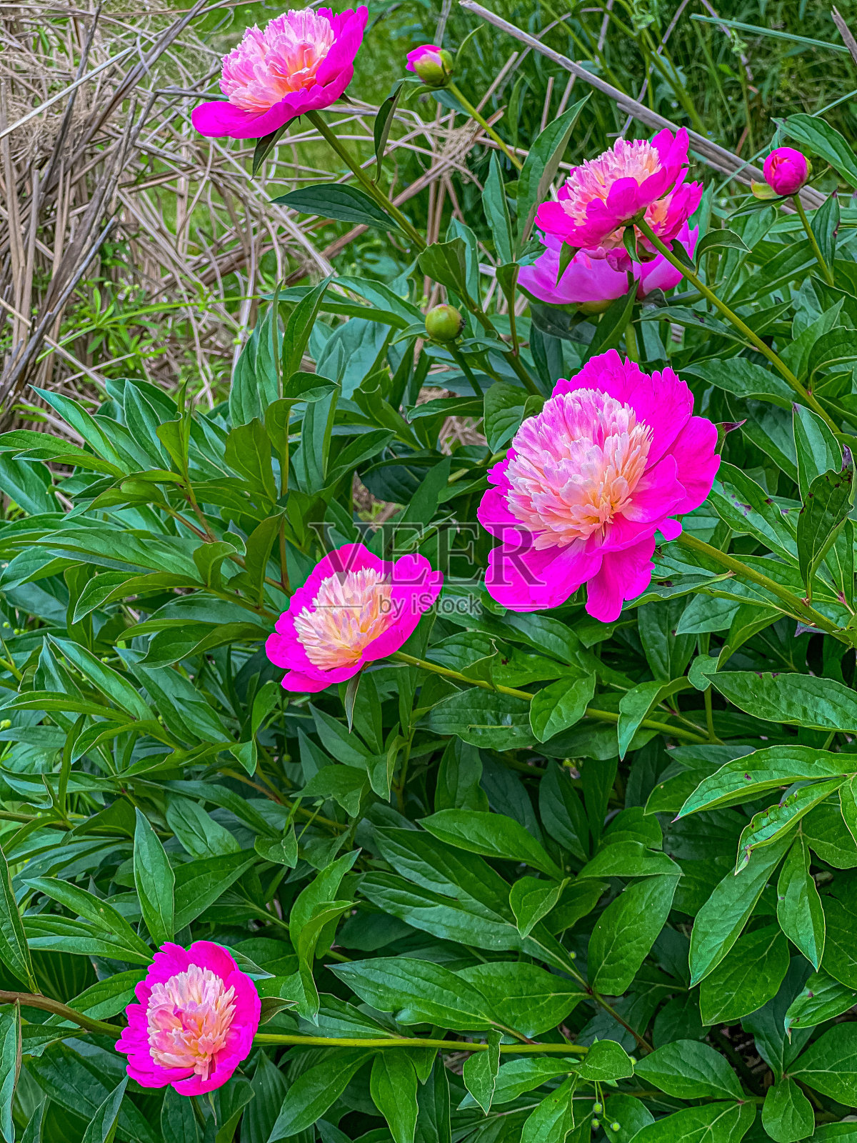 花、树等。照片摄影图片