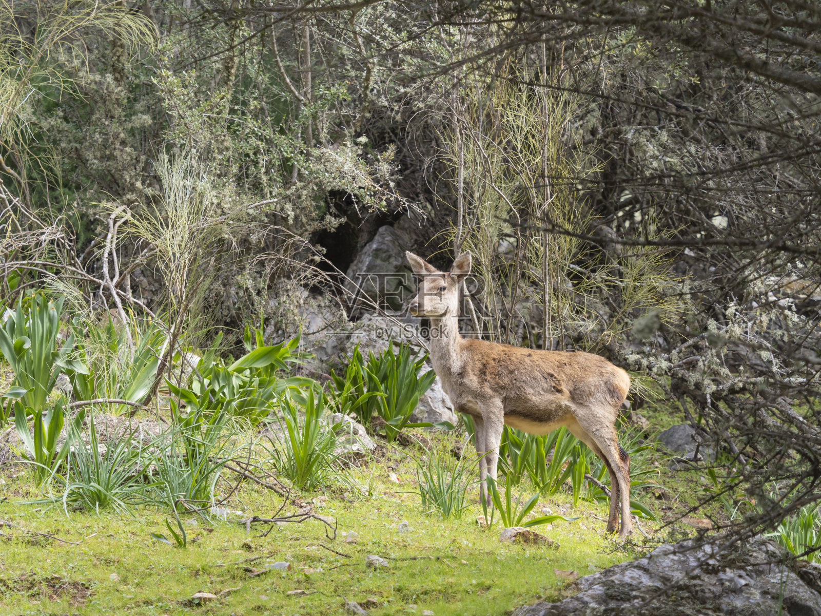 野外的小鹿照片摄影图片