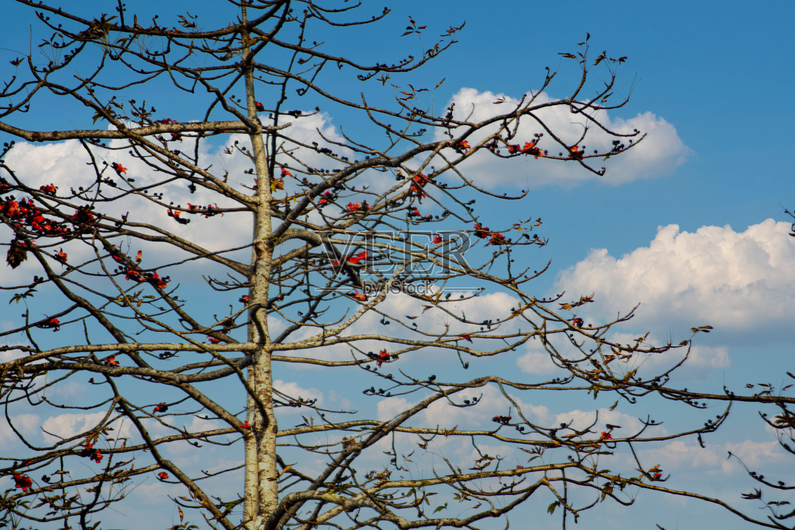 红棉树照片摄影图片