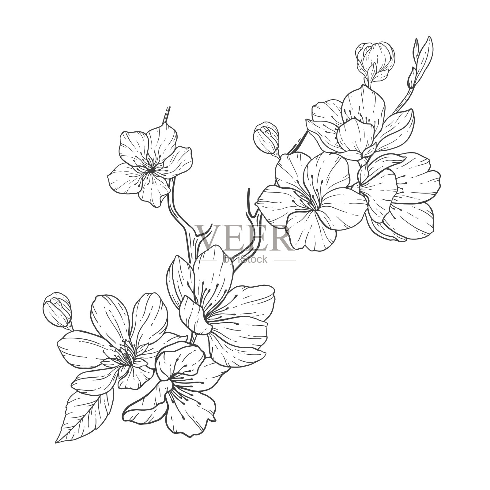 花线艺术，樱花花轮廓插图集。手绘涂鸦花。完美的婚礼请柬，新娘送礼会和鲜花贺卡。黑白模板花孤立插画图片素材