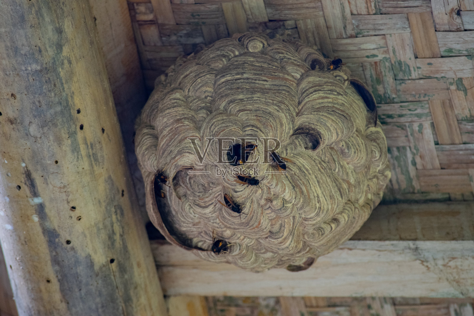 蜂房照片摄影图片