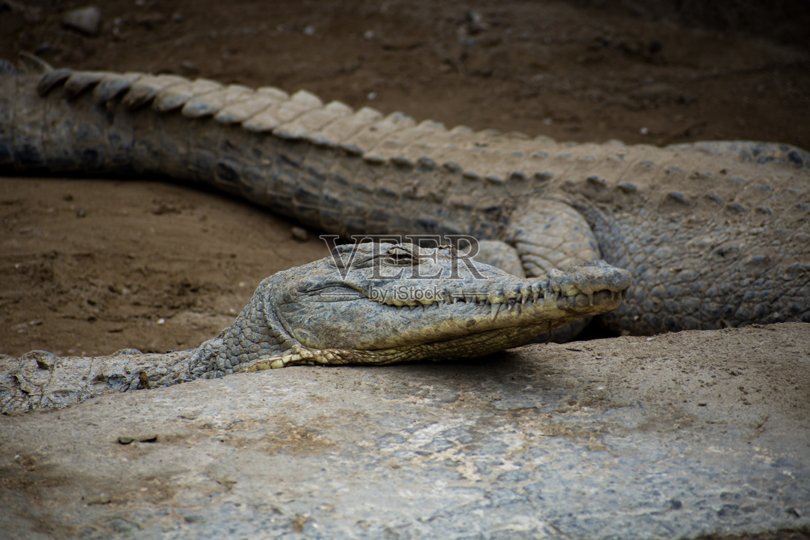 鳄鱼休息照片摄影图片